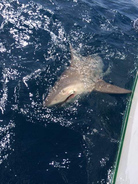 Key West Shark fishing
