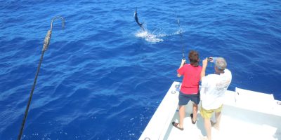 Sailfish jumping out of the water of the stern