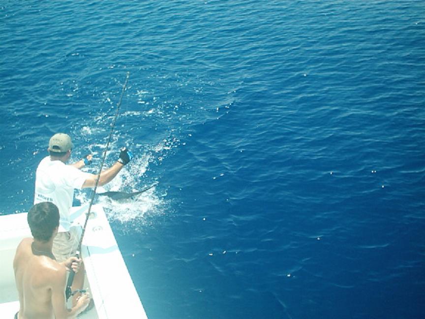 Boating a marlin in Key West waters