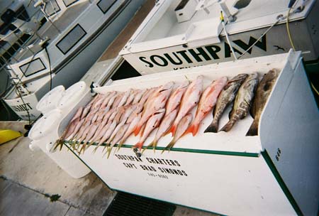 Fish cutting table full of snapper