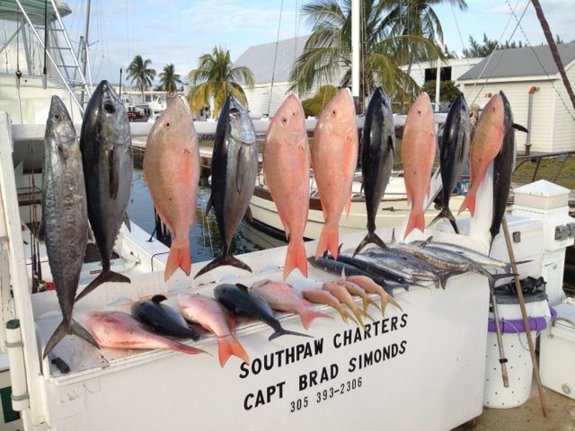 The daily catch on display