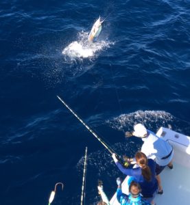 Sailfish off the stern of a Southpaw key west fishing charter