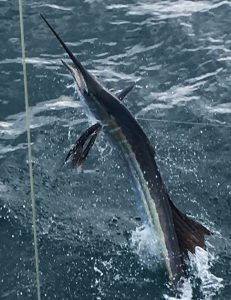 Close up sailfish jumping out of the water