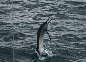 Close up sailfish from the Key West fishing charter